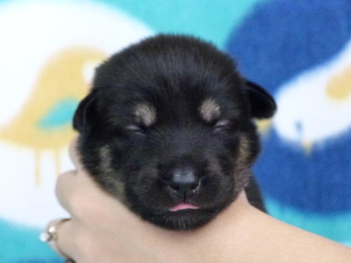chinook puppy